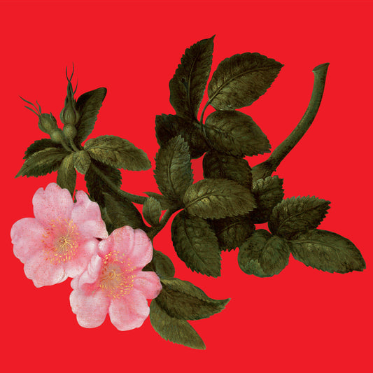 Pochette de : THE LYRICAL AGE - ALEX AUGIER (DOUBLE VINYLE 33T)